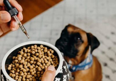 How To Give Probiotic Supplements To Your Dogs