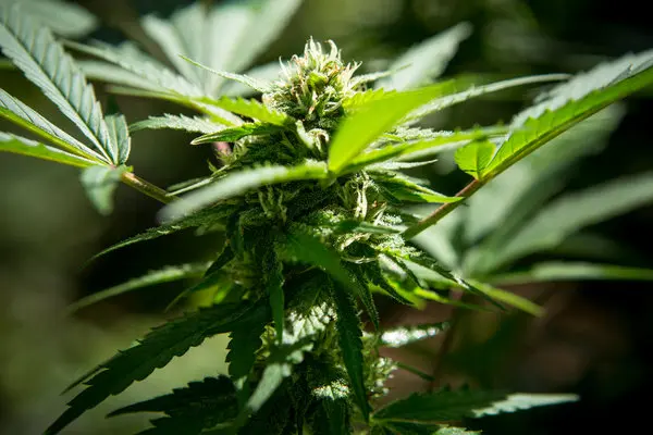 Cannabis