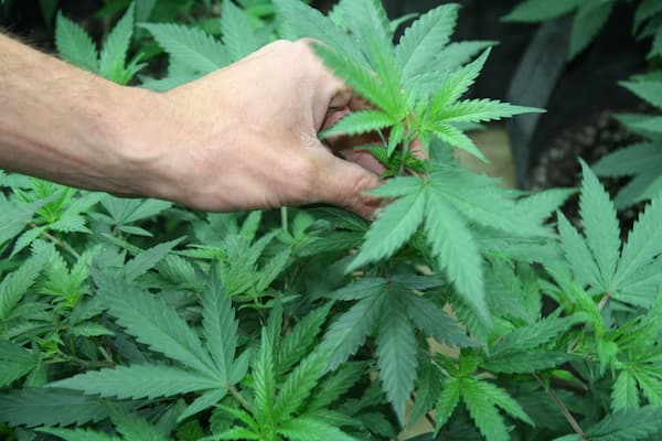 Recreational Cannabis