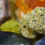 Knowing About The Death Master Strain