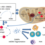 Mitochondrial Health and Longevity: Fueling Cellular Power for Sustained Energy and Strength