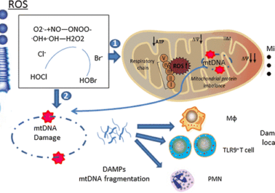 Mitochondrial Health and Longevity: Fueling Cellular Power for Sustained Energy and Strength