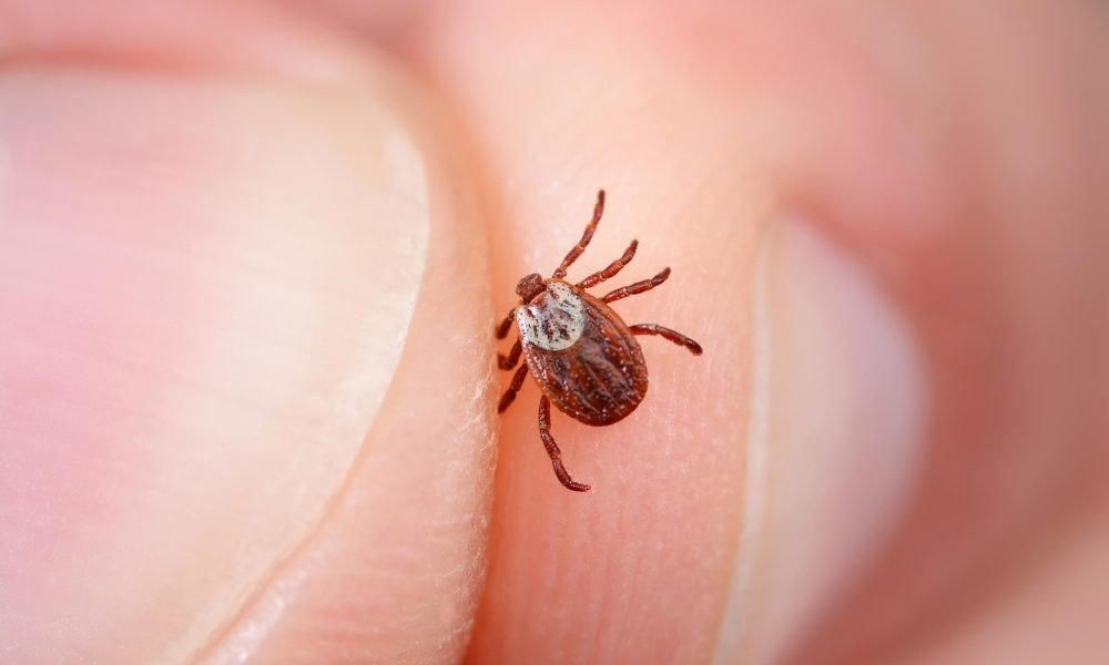 What Does Lyme Disease Fatigue Feel Like? Signs You Should Never Ignore